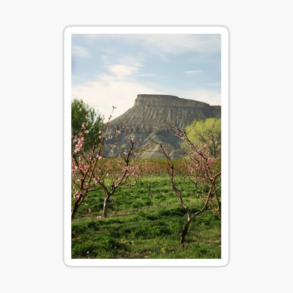 Item preview, Palisade, Colorado Peach Blossoms designed and sold by rwhitney22.