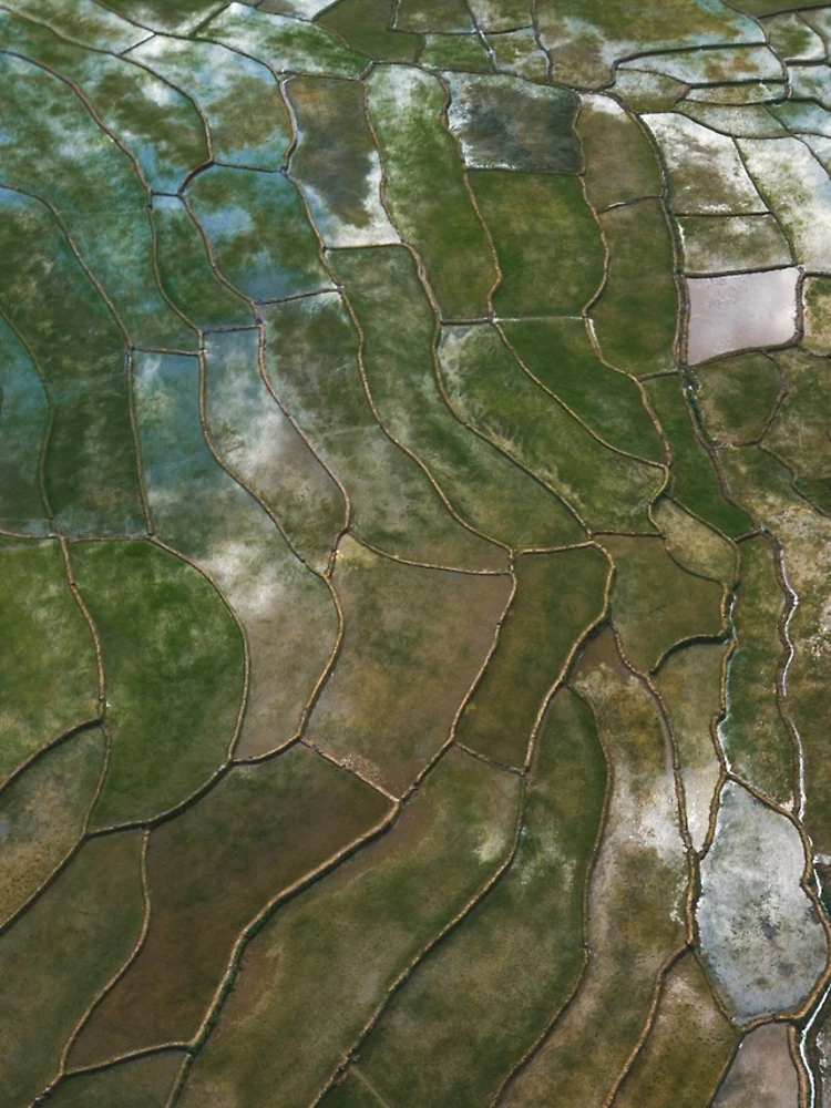Thumbnail 4 of 4, iPhone Case, The Rice Field designed and sold by Jacob Simkin.