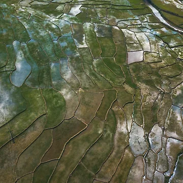 Artwork thumbnail, The Rice Field by Jacob Simkin