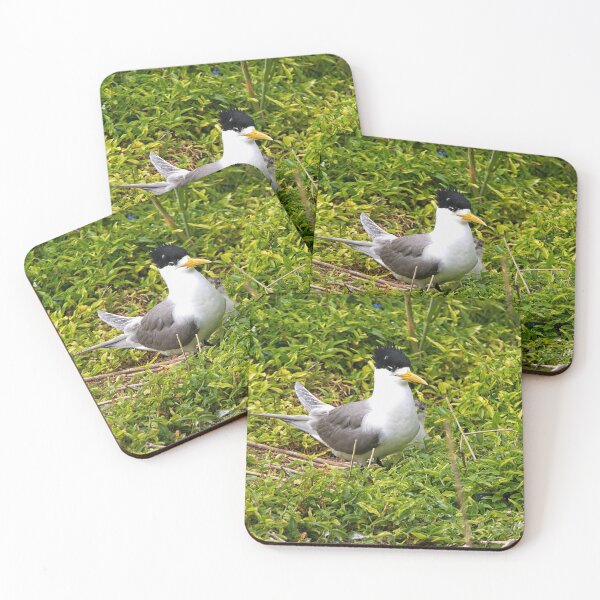 Item preview, Crested Tern and Chick, Australia designed and sold by StevenRalserPhoto.