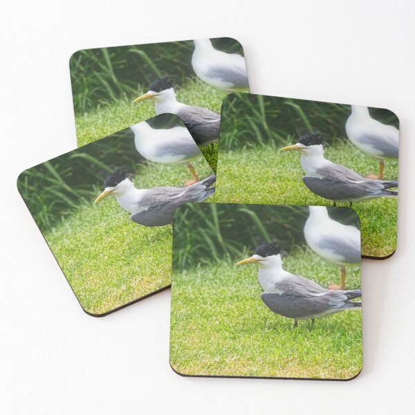 Item preview, Crested Tern 3 - Montague Island  - Australia designed and sold by StevenRalserPhoto.
