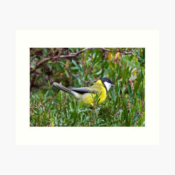 WHISTLER ~ Golden Whistler 8HBUMYUX by David Irwin Art Print