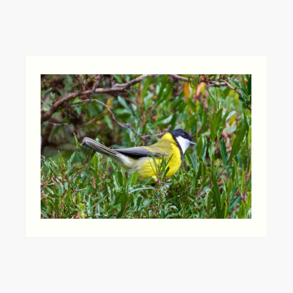 Golden Whistler by David Irwin Art Print