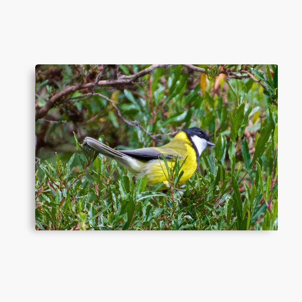 WHISTLER ~ Golden Whistler 8HBUMYUX by David Irwin Canvas Print