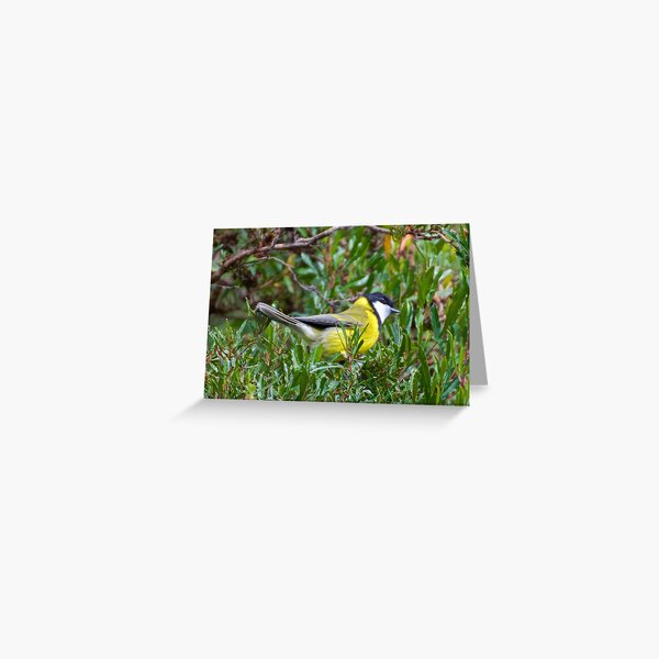 WHISTLER ~ Golden Whistler 8HBUMYUX by David Irwin Greeting Card