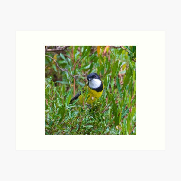 WHISTLER ~ Golden Whistler C4YVUKKS by David Irwin Art Print