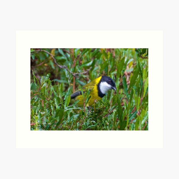 WHISTLER ~ Golden Whistler N2Y8E4CM by David Irwin Art Print