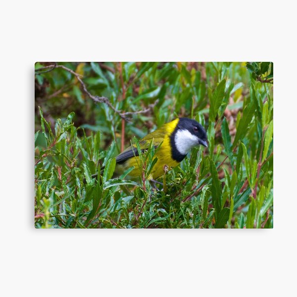 WHISTLER ~ Golden Whistler N2Y8E4CM by David Irwin Canvas Print