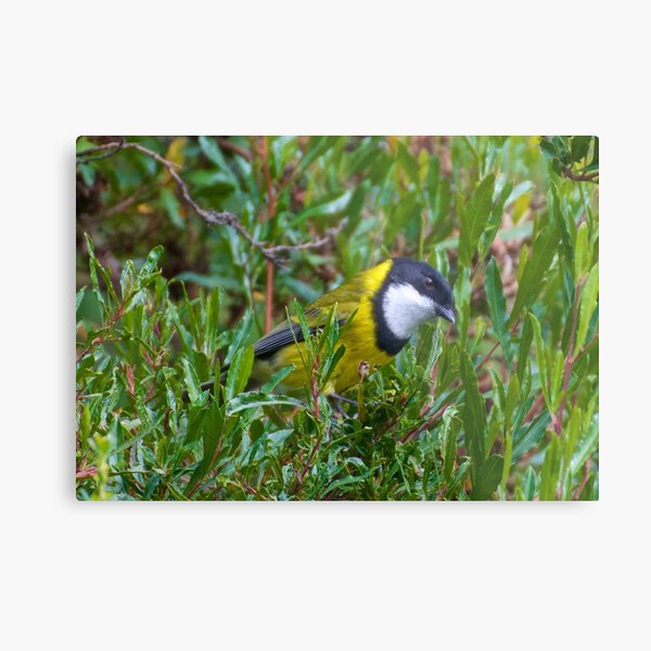 WHISTLER ~ Golden Whistler N2Y8E4CM by David Irwin Metal Print