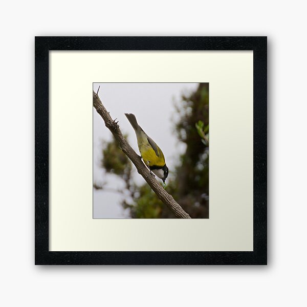 WHISTLER ~ Golden Whistler F6CSE5C7 by David Irwin Framed Art Print