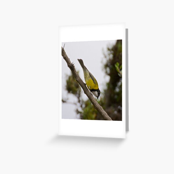 WHISTLER ~ Golden Whistler F6CSE5C7 by David Irwin Greeting Card