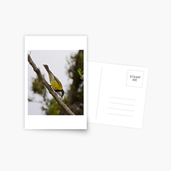 WHISTLER ~ Golden Whistler F6CSE5C7 by David Irwin Postcard