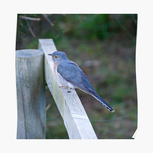 CUCKOO ~ Fan-tailed Cuckoo by David Irwin Poster