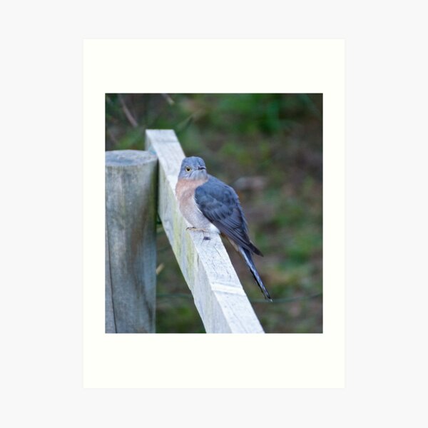 CUCKOO ~ Fan-tailed Cuckoo by David Irwin Art Print