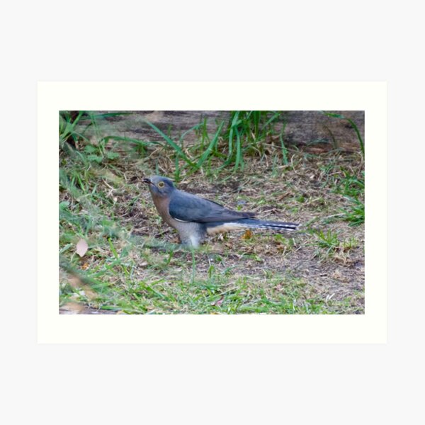 CUCKOO ~ Fan-tailed Cuckoo by David Irwin Art Print