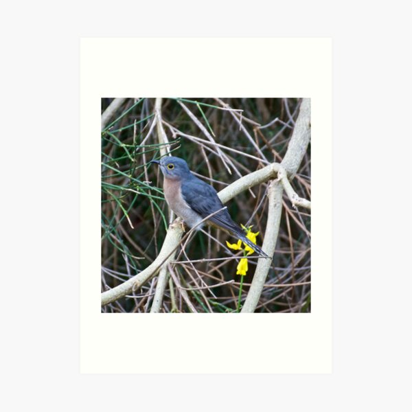 CUCKOO ~ Fan-tailed Cuckoo by David Irwin Art Print