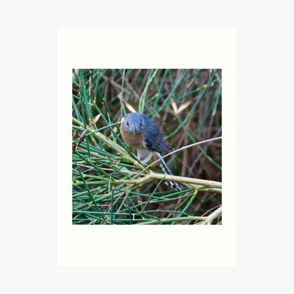 CUCKOO ~ Fan-tailed Cuckoo by David Irwin Art Print