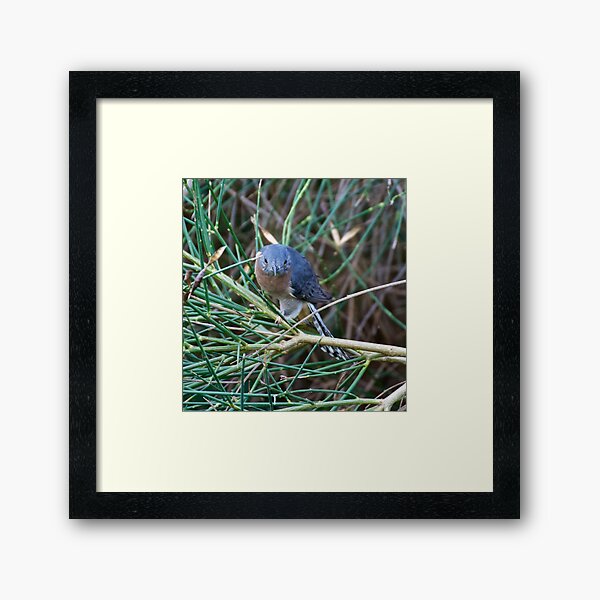 CUCKOO ~ Fan-tailed Cuckoo TQ2PR4KV by David Irwin Framed Art Print