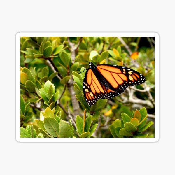 Butterfly in Spring Sticker