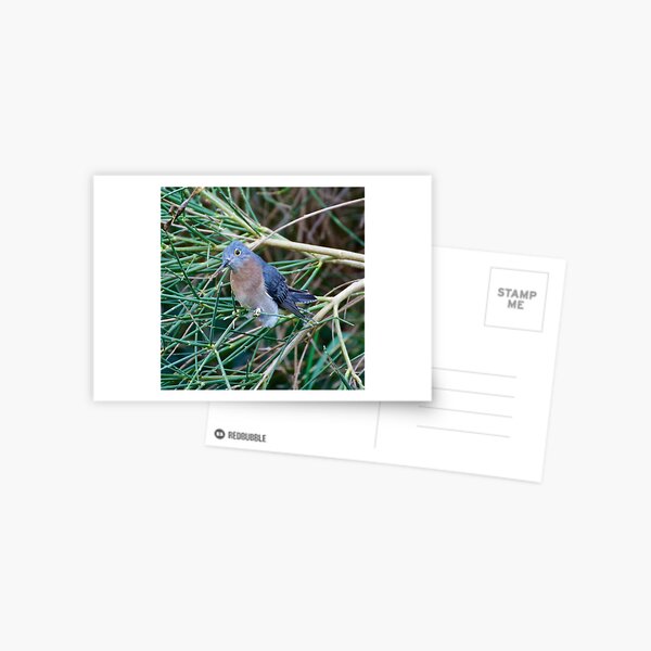 CUCKOO ~ Fan-tailed Cuckoo QJLZSHYQ by David Irwin Postcard