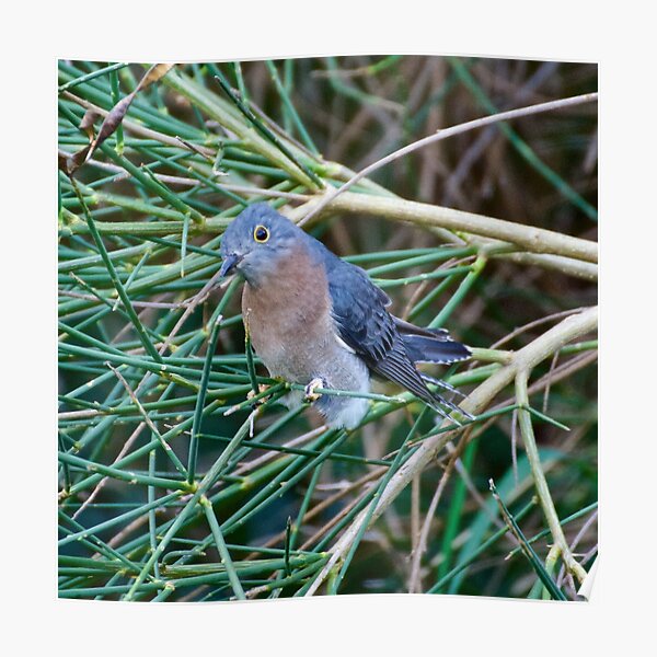 CUCKOO ~ Fan-tailed Cuckoo by David Irwin Poster