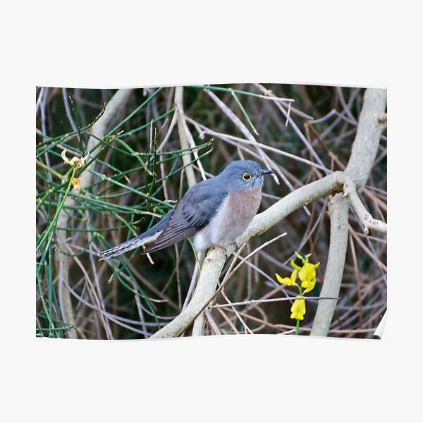 CUCKOO ~ Fan-tailed Cuckoo Q9LDHQBS by David Irwin Poster