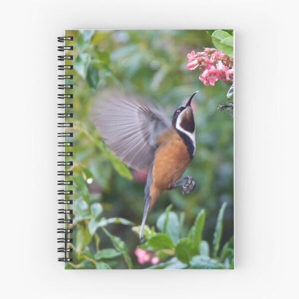 Item preview, HONEYEATER ~ Eastern Spinebill rSyrkseu by David Irwin designed and sold by tasmanianartist.