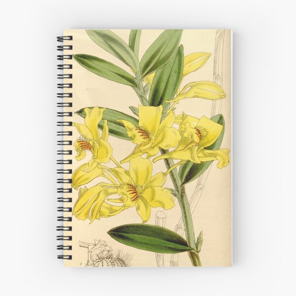 Item preview, Dendrobium lowii Curtis' 88 (Ser. 3 no. 18) pl. 5303 (1862) designed and sold by EsotericBotanic.