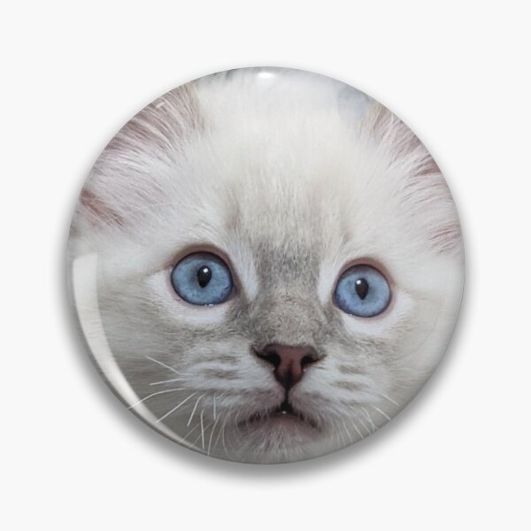 Item preview, Copy of Lynx ragdoll kitten designed and sold by Fluffycat2020.