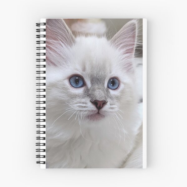 Item preview, Copy of Copy of Lynx ragdoll kitten designed and sold by Fluffycat2020.