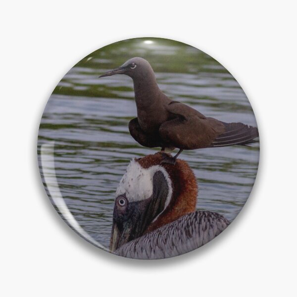 Item preview, Galapagos Islands Pelican with Brown Noddy designed and sold by Withns.