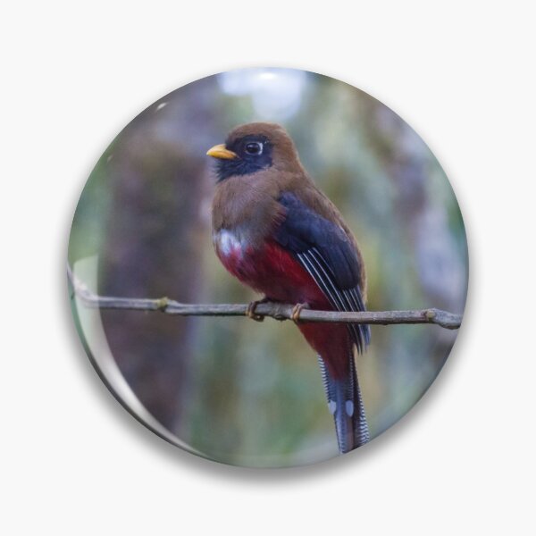 Item preview, Masked Trogon designed and sold by Withns.