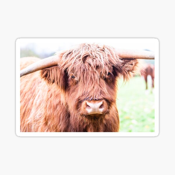 Download Highland Cow Picture Stickers Redbubble