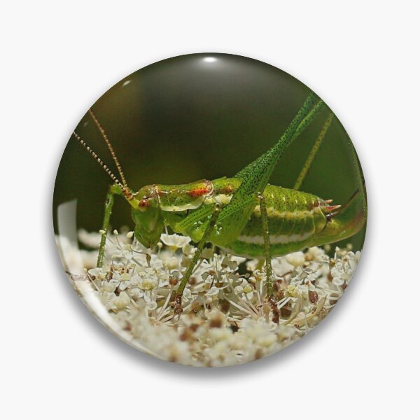 Item preview, Dotted shrimp designed and sold by NW-Photo-Art.