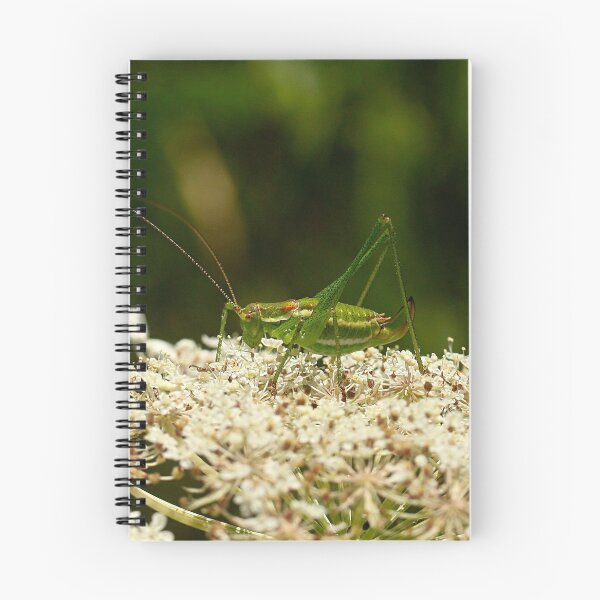 Item preview, Dotted shrimp designed and sold by NW-Photo-Art.
