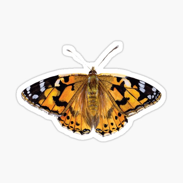 Painted Lady Butterfly Sticker