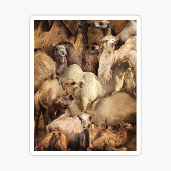 Item preview, Camels designed and sold by MaxencePierrard.