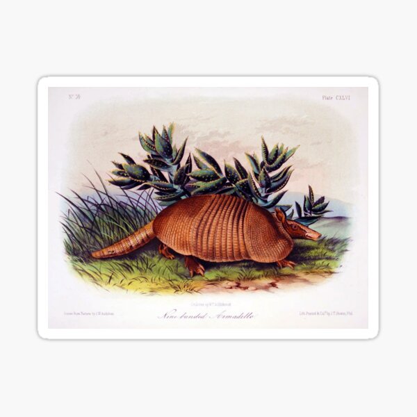 Nine-banded armadillo! Sticker