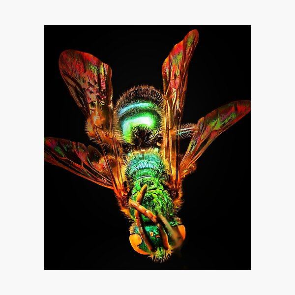 Item preview, Macro Fly Close-Up Print designed and sold by mittie101.