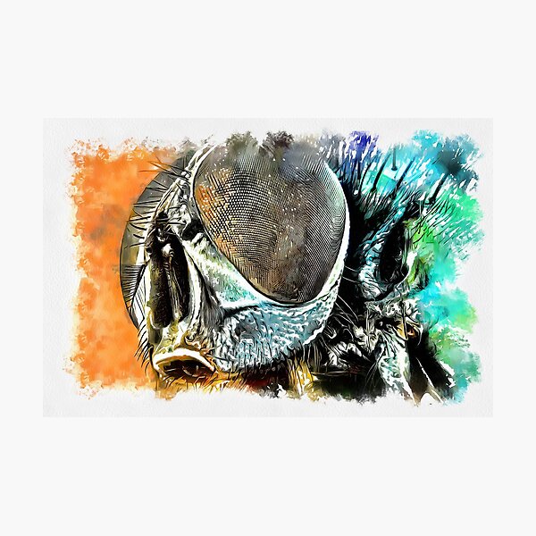 Item preview, Watercolour of House fly's Head designed and sold by mittie101.