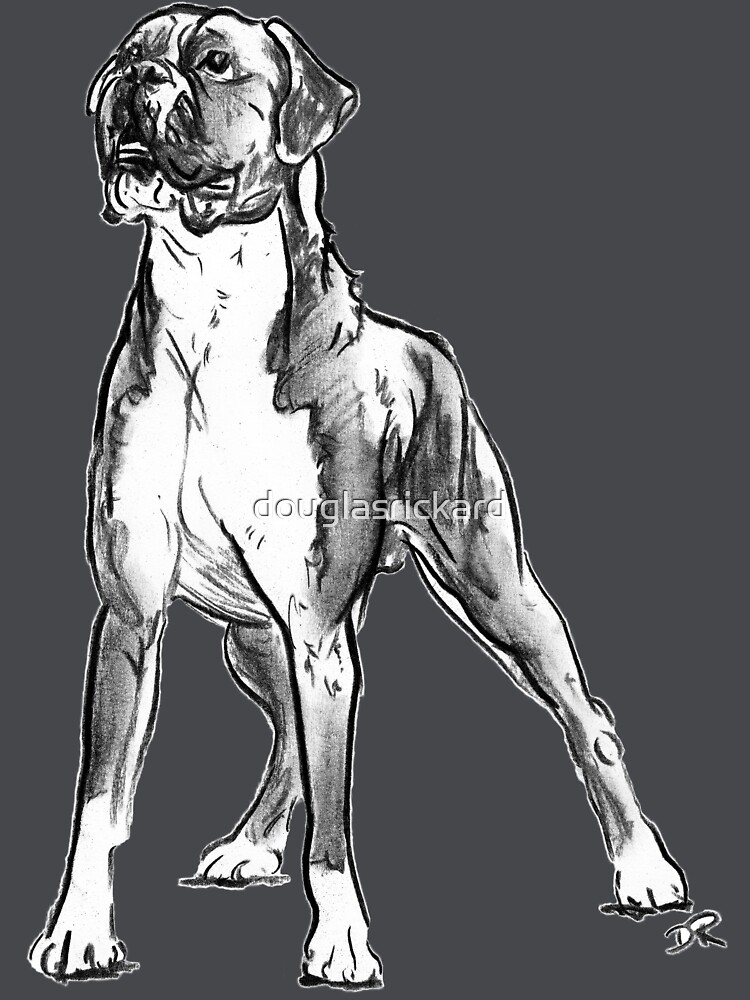 Boxer Dog Drawing by douglasrickard