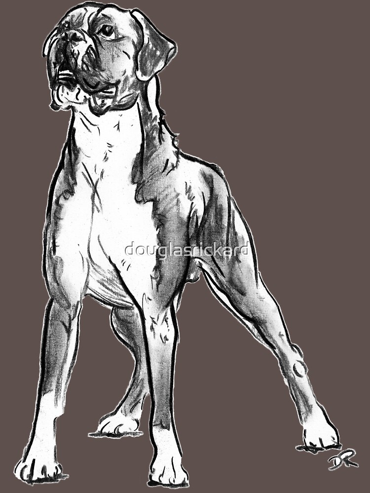 Boxer Dog Drawing by douglasrickard