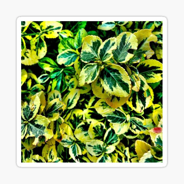 Dark green and yellow leaves Sticker