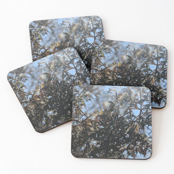 Item preview, Sun shining through beautiful elderberry bush. designed and sold by Lorraine Lashley  - My Joy..