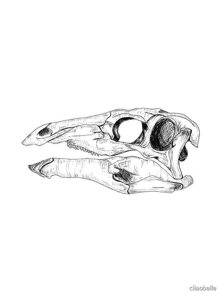 "Dinosaur Skull Drawing" T-shirt by ciiaobelle | Redbubble