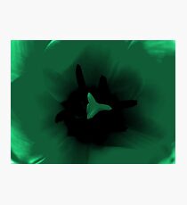 Green Flower Photographic Print