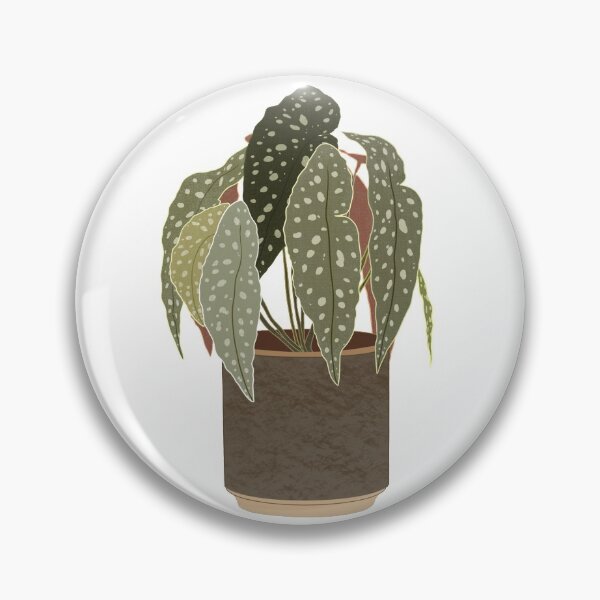 Item preview, Begonia Maculata plant designed and sold by BrindilleDeMai.