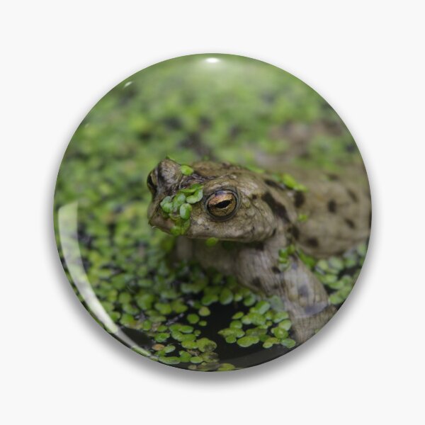 Item preview, Toad or frog covered with algae designed and sold by davidxgreen.
