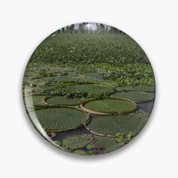 Item preview, Lily pads in Rosario, Argentina  designed and sold by davidxgreen.