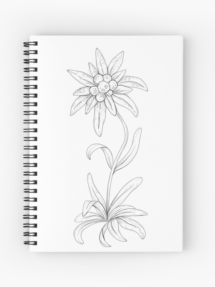 Black silhouette outline edelweiss flower, the symbol of alpinism, with  stalk and leaves, isolated on white. Vector botanical illustration Stock  Vector | Adobe Stock